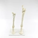 Model of Horse´s Leg (Upper & Lower)